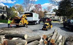 Trusted Lakesite, TN Tree Care Experts