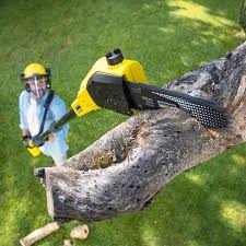 Best Tree and Shrub Care  in Lakesite, TN