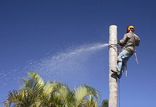 How Our Tree Care Process Works  in  Lakesite, TN