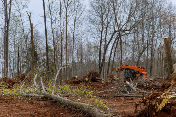 Best Emergency Tree Removal  in Lakesite, TN
