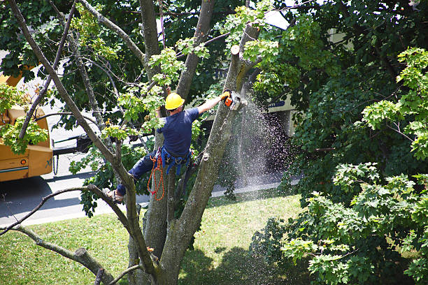 Lawn Pest Prevention in Lakesite, TN